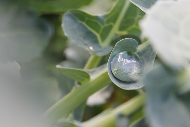 A droplet of water on a broccoli leaf reflects its surroundings.