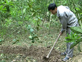 thuoc bao ve thuc vat, thuc trang canh tac, che pham sinh hoc, phan bon hoa hoc