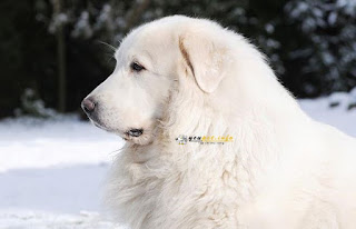 Great Pyrenees