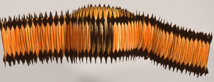 Feathered Headdress c 1920 Shasta people Northern California