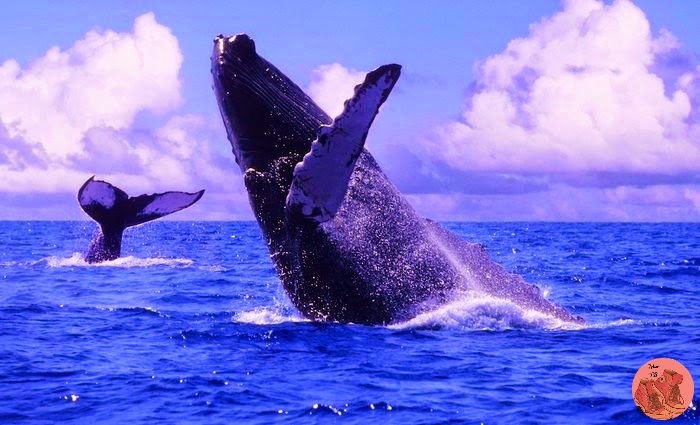 Avistamiento de ballenas en Vallarta