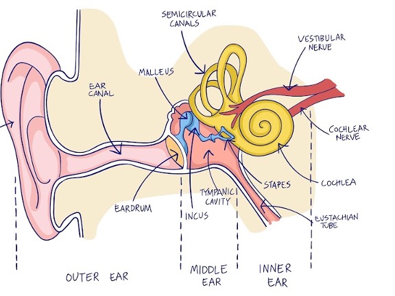 picture of the 3 semicircular canals in the inner ear that allow sensing of roll, pitch, and yaw