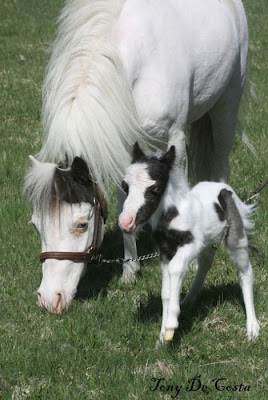 Einstein - The World's Smallest Horse Seen On www.coolpicturegallery.us