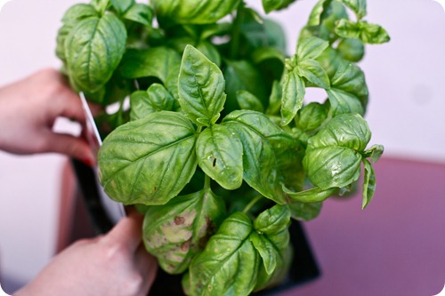basil-1