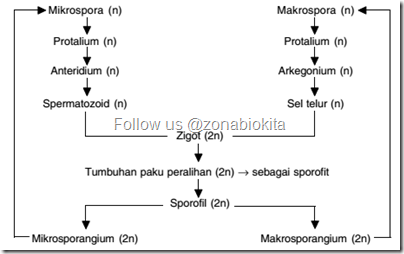 Metagenesis paku peralihan