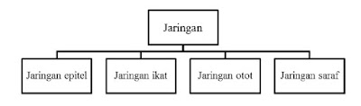 Pengelompokan empat jaringan utama