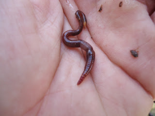 red wiggler, eisenia fetida, organic garden