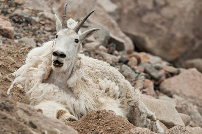 Mount Evans Mountain Goat