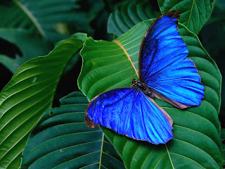 tropics butterfly (20)