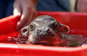 Funny animals of the week - 22 November 2013 (35 pics), baby hippo in a bucket