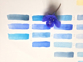 Colour chart for a blue Phacelia flower, showing different blues