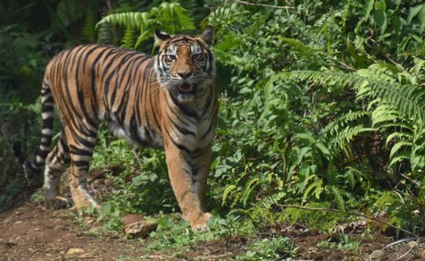 Viral Misteri Kehadiran Harimau Jawa Di  Gunung  Ciremai 