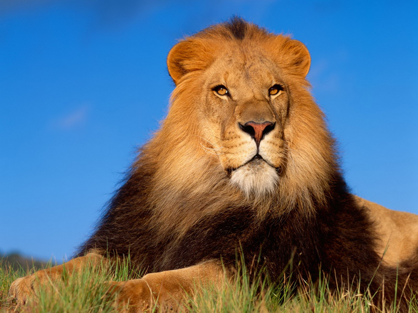 indian lion and african lion and white loin best size hd wallpapers ...