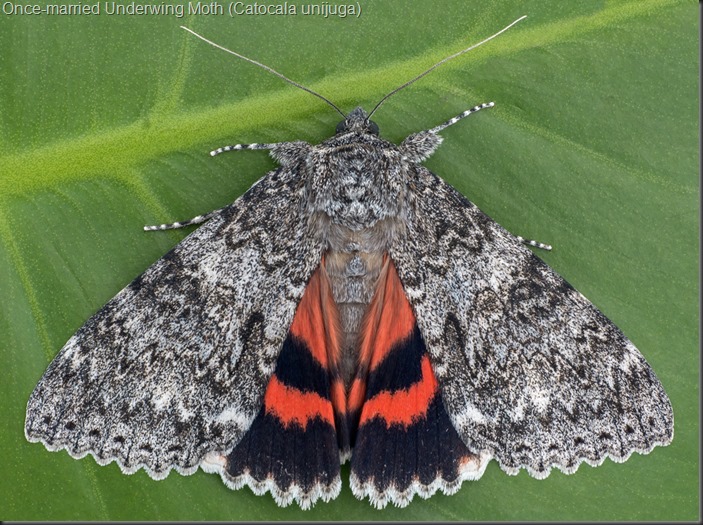 Once-married-Underwing