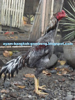 Perbedaan Ayam Bangkok Asli Dan Lokal