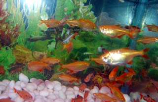 albino Buenos Aires Tetra fish picture, Hemigrammus anisitsi picture