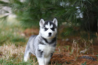 Siberian Huskies are medium-sized dogs