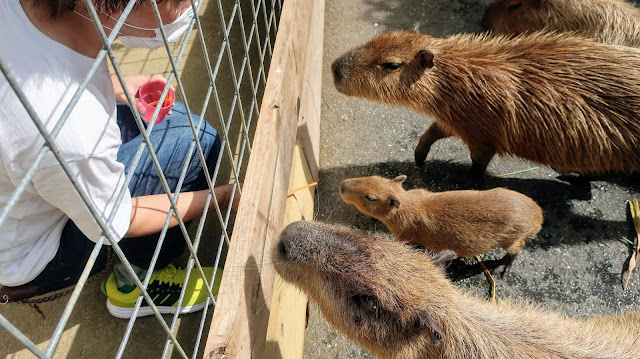 ネオパークオキナワ 沖縄 ふれあい広場 カピバラ