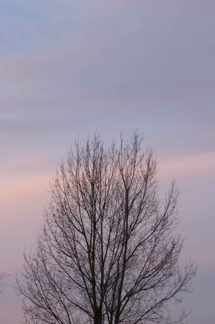 sky with bare tree