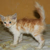 Anak Kucing Himalaya Mix Persia / Kucing Mix Dome Ciri Jenis Harga Dan Cara Merawat - Halo semua, masih mau menambah koleksi kucing dirumah?