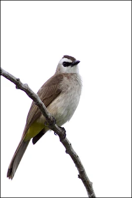 Yellow-vented Bulbul