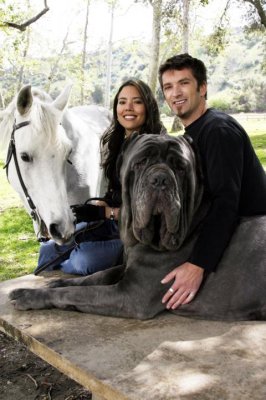 Biggest   World on Largest Dog In The World Hercules Largest Dog In The World Hercules