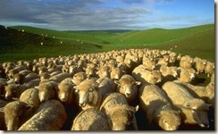 sheep-flock