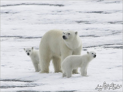 most beautiful photos for animals and insects