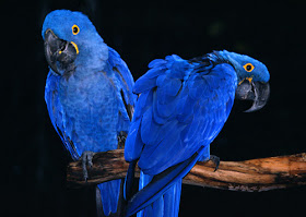 Hyacinth Macaws image