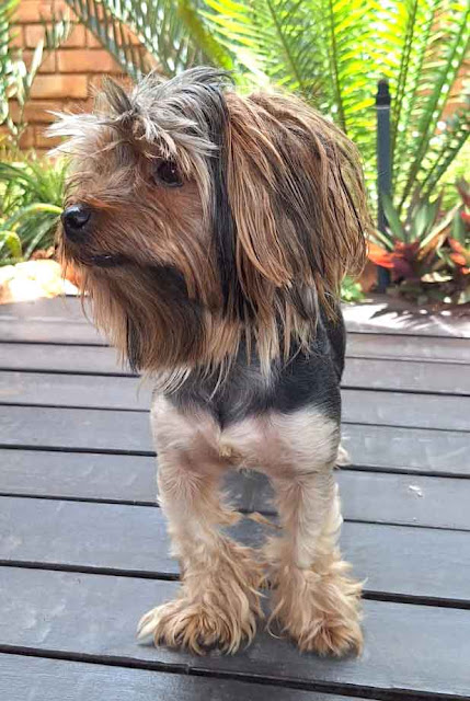 Cooper Traditional male Yorkie