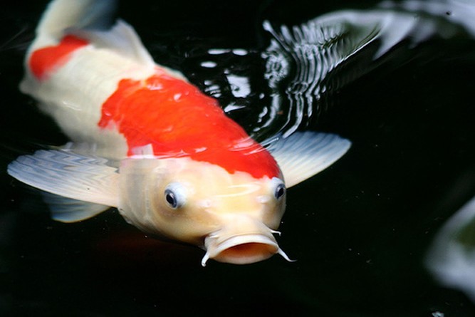  Gambar  Ikan Koi Gambar  Pemandangan