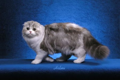 Scottish Fold