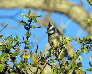 Bridled Titmouse