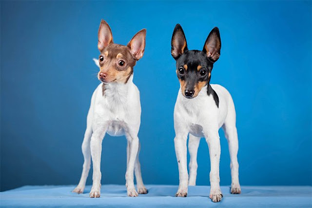 Toy Fox Terrier Dog