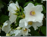dp philadelphus