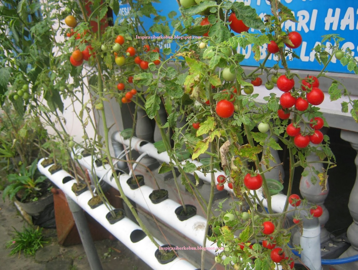 Cara Menanam Tomat Hidroponik Yang Benar Bagi Pemula  Inspirasi Berkebun