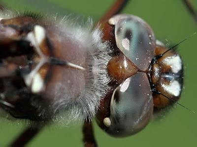 Stream Cruiser Closeup