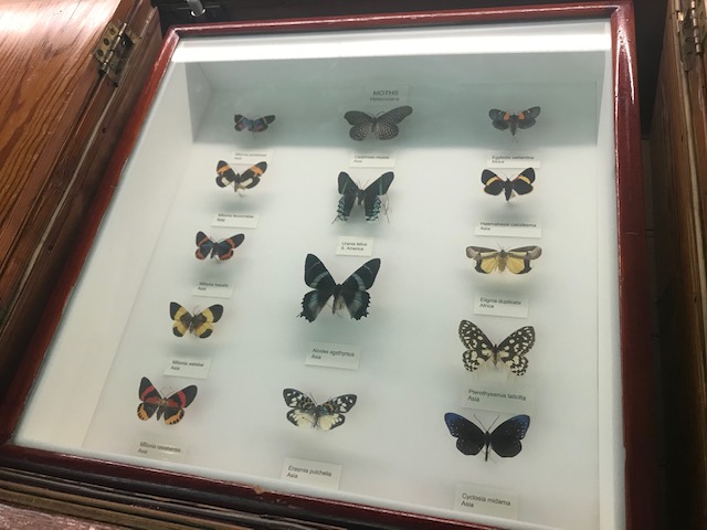 Tring, Natural History Museum, Moths, Butterflies
