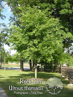 american elm tree leaves. elm tree leaf. american elm