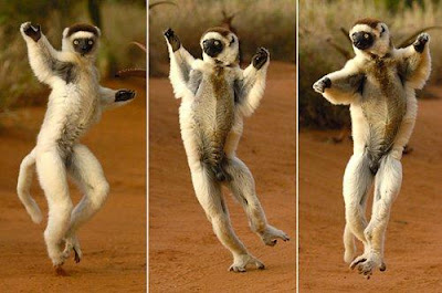 sifaka de Verreaux Proppithecus verreauxi