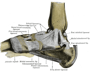 Ayağın medial görünümünün ligamentleri