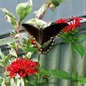 Spicebush Swallowtail Butterfly