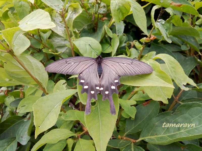 Бабочка алкиной (Atrophaneura alcinous, =Byasa alcinous)