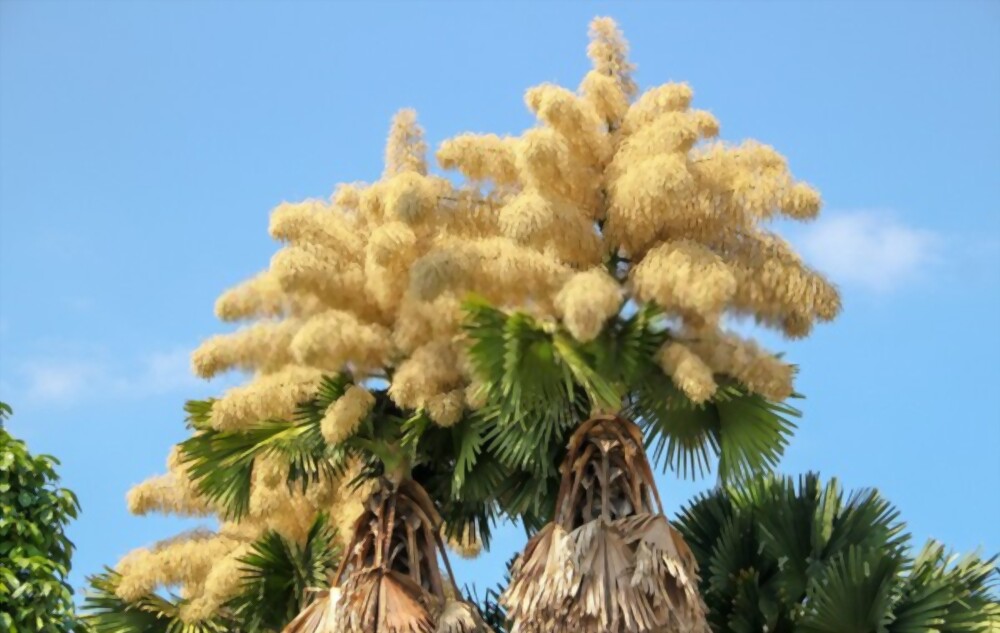 Talipot palm