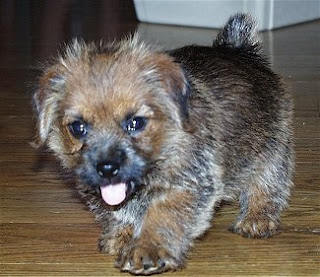 Norfolk Terrier Small Dog Breed pictures