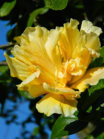 Yellow tropical hibiscus rosa sinensis  Universal Studios Orlando by garden muses-not another Toronto garden blog
