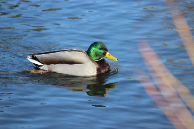 What Do I Know Why Is A Mallard Drake S Head Green Or Sometimes Blue Purple