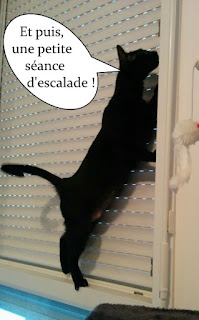 Chatte noire qui escalade des volets.