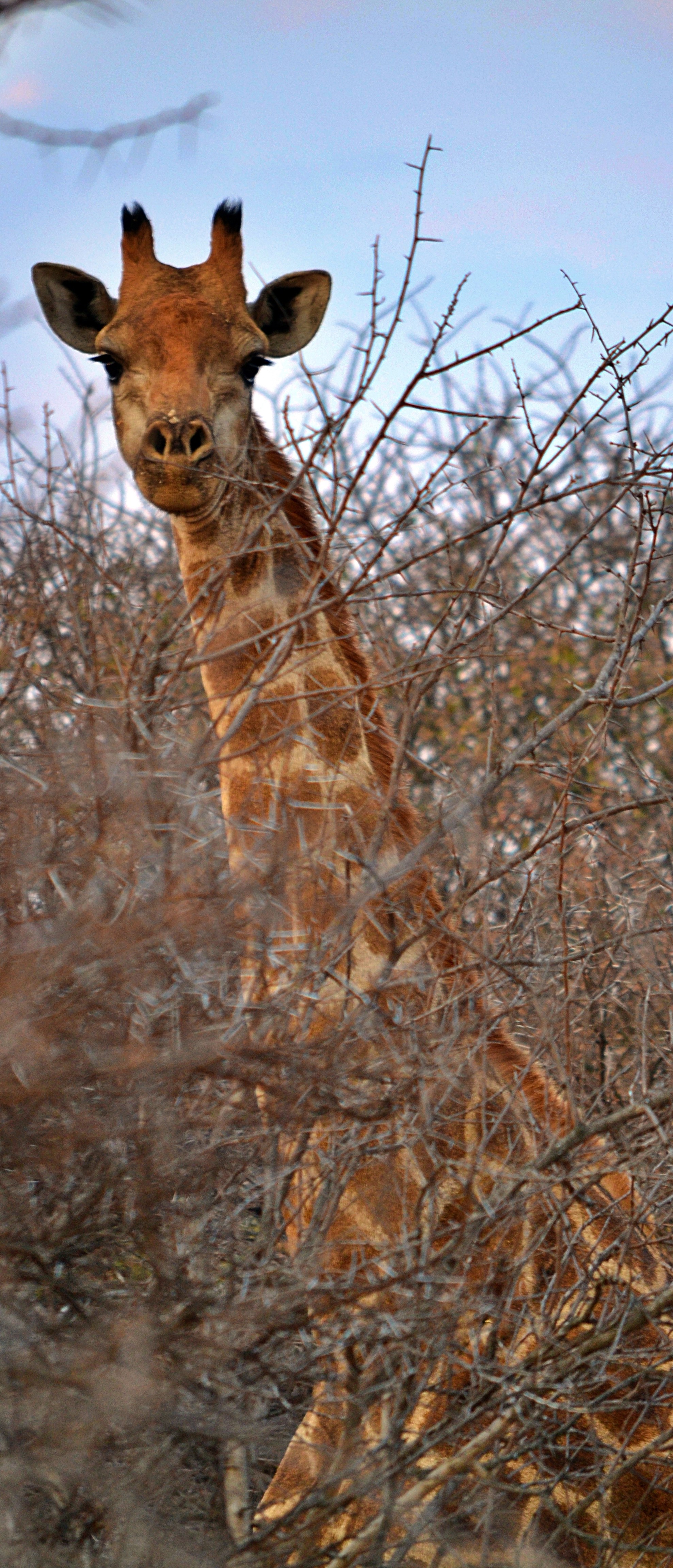 Giraffe in the dry savanna.