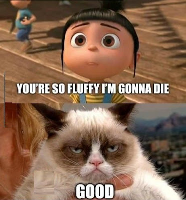Grumpy Cat Funny  Funny Collection World